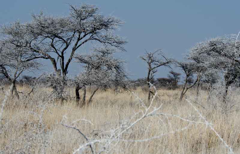 80 - Namibia - parque nacional de Etosha - paisaje